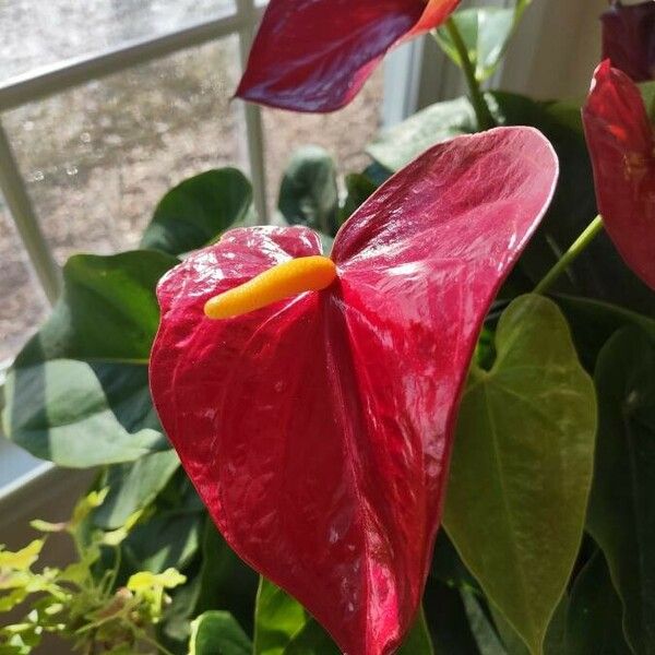 Anthurium andraeanum Blodyn