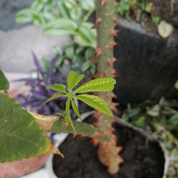 Ceiba pentandra Blad