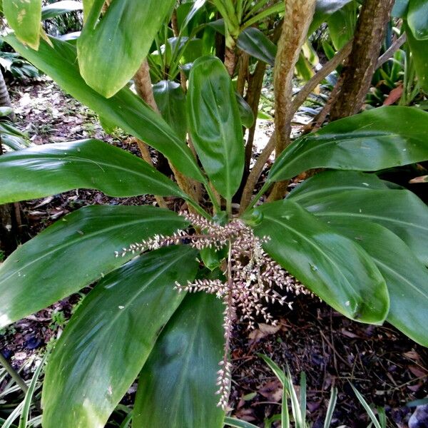 Cordyline fruticosa ഇല