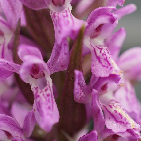 Dactylorhiza incarnata Blomst