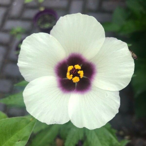 Hibiscus trionum Λουλούδι