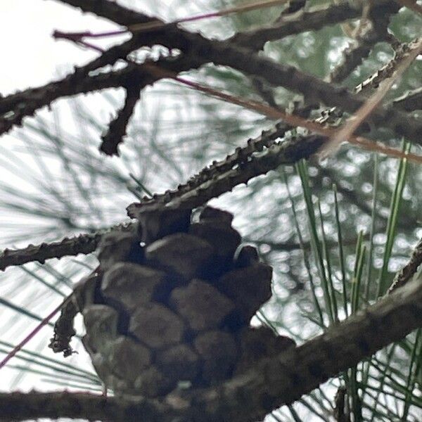 Pinus nigra Habitus