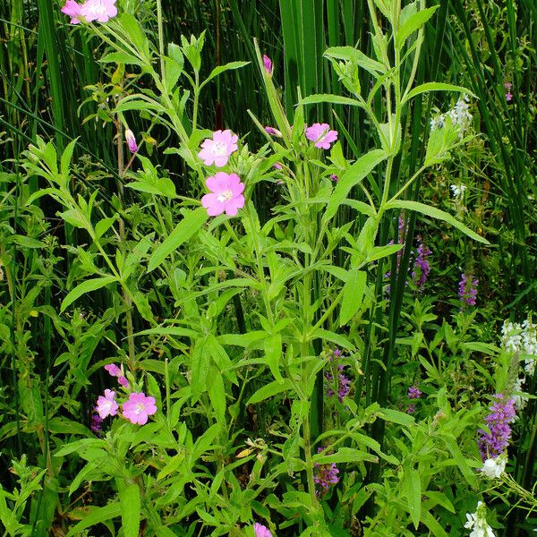 Epilobium hirsutum Lapas