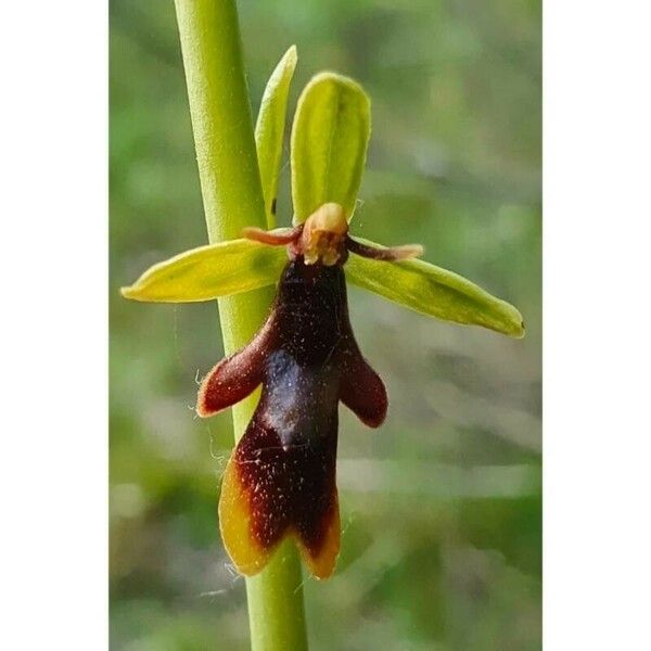 Ophrys insectifera Цветок