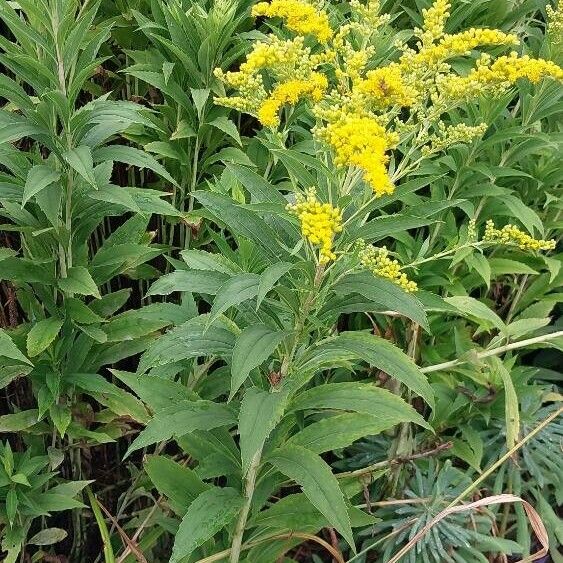 Solidago gigantea Natur