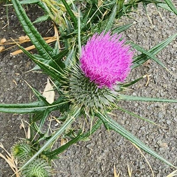 Cirsium ferox फूल