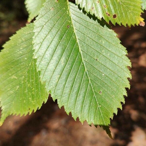 Ulmus americana Liść