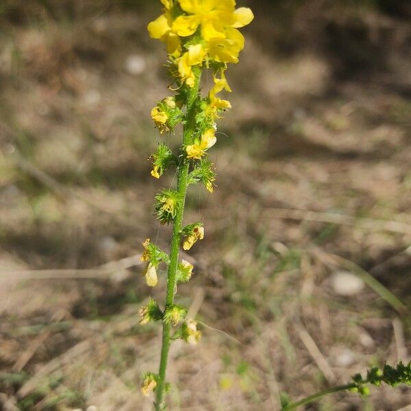 Agrimonia eupatoria 花