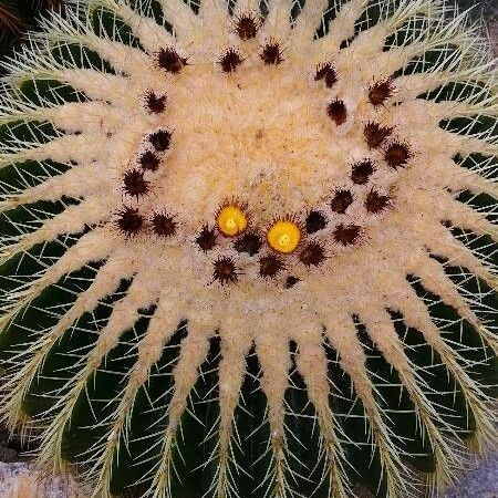 Echinocactus grusonii Flower