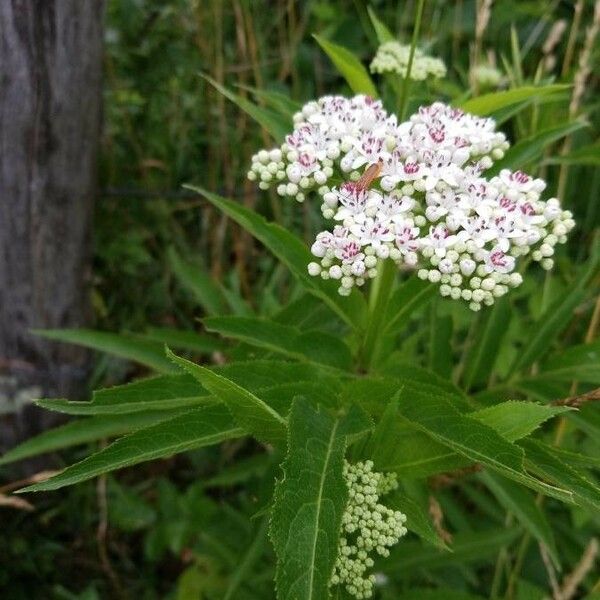 Sambucus ebulus ഇല