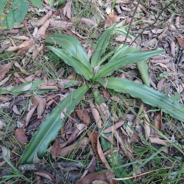 Agave virginica ശീലം