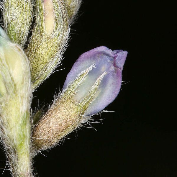 Oxytropis deflexa Fleur