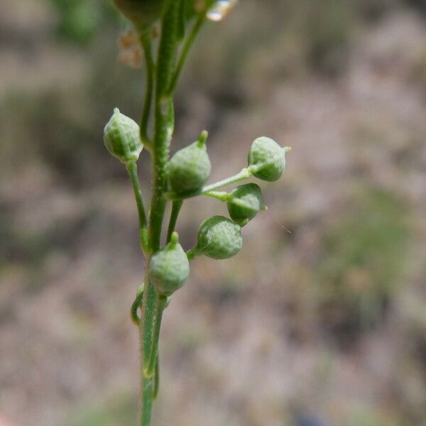 Camelina sativa Fruit