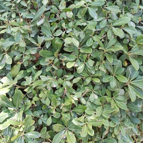 Pittosporum heterophyllum Yaprak