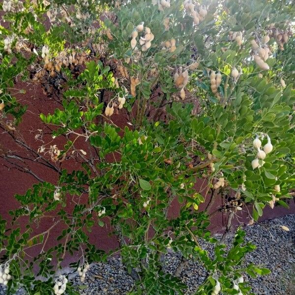 Sophora secundiflora Frucht