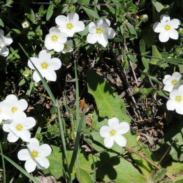 Sabulina verna Fleur