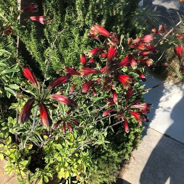 Alstroemeria psittacina Bloem