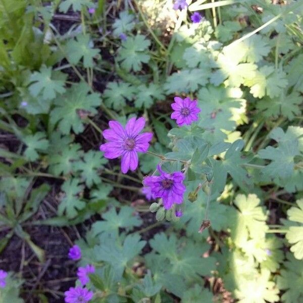 Geranium pyrenaicum Blüte