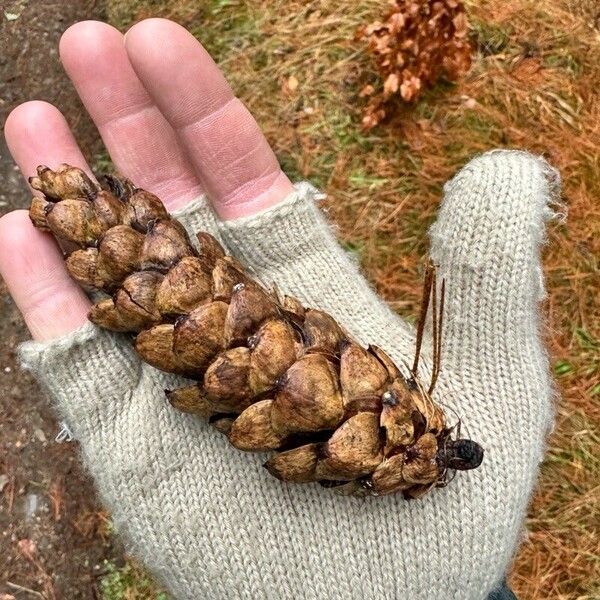 Pinus monticola Плід