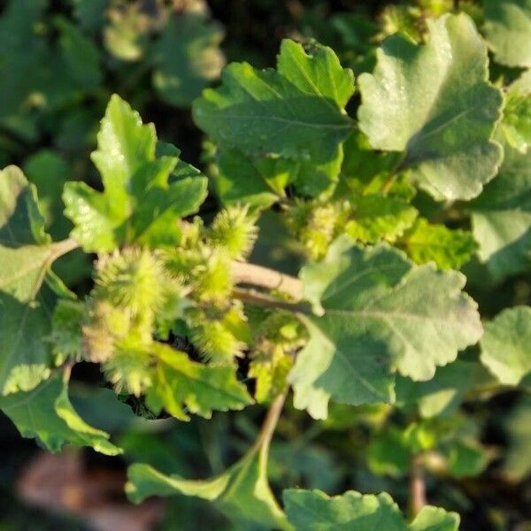 Xanthium orientale Leaf