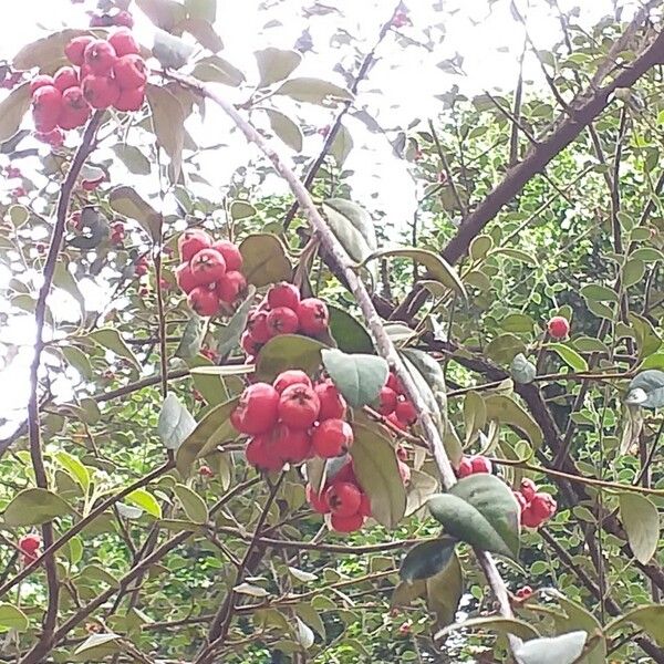 Cotoneaster pannosus Φρούτο