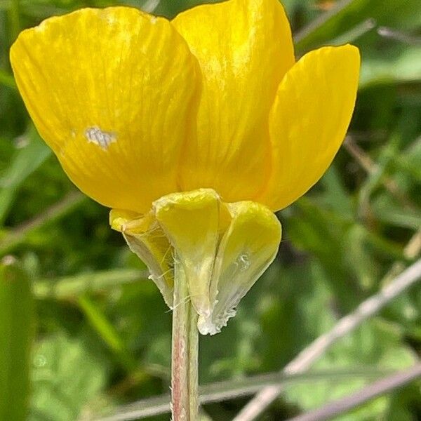 Ranunculus bulbosus Flower