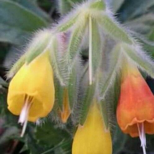 Onosma frutescens Blomma