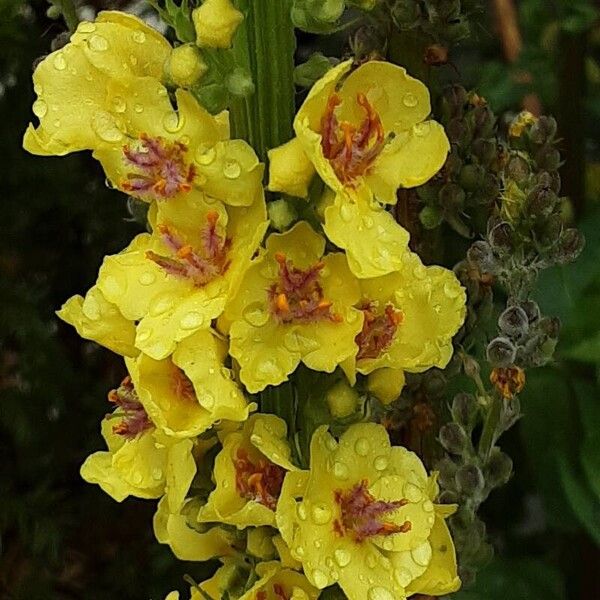 Verbascum nigrum Flor