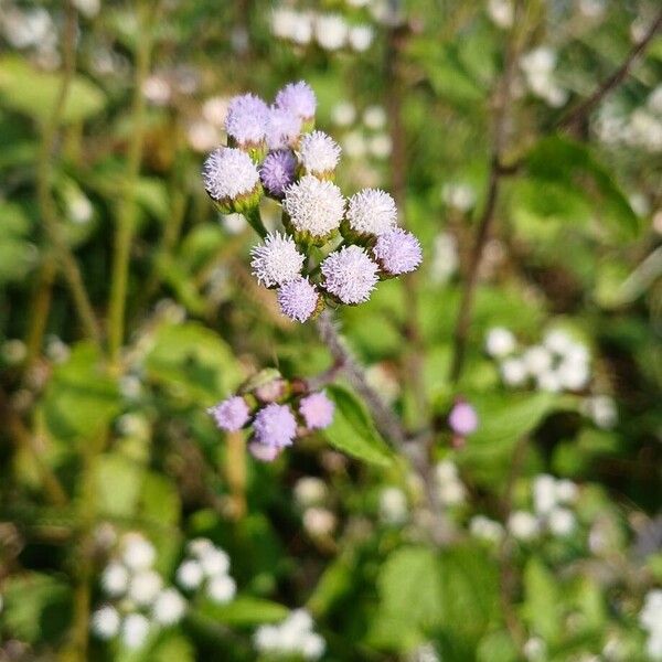 Ageratum conyzoides Floare