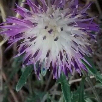 Centaurea aspera Цветок