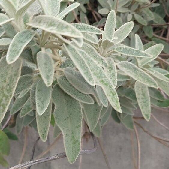 Phlomis purpurea Лист