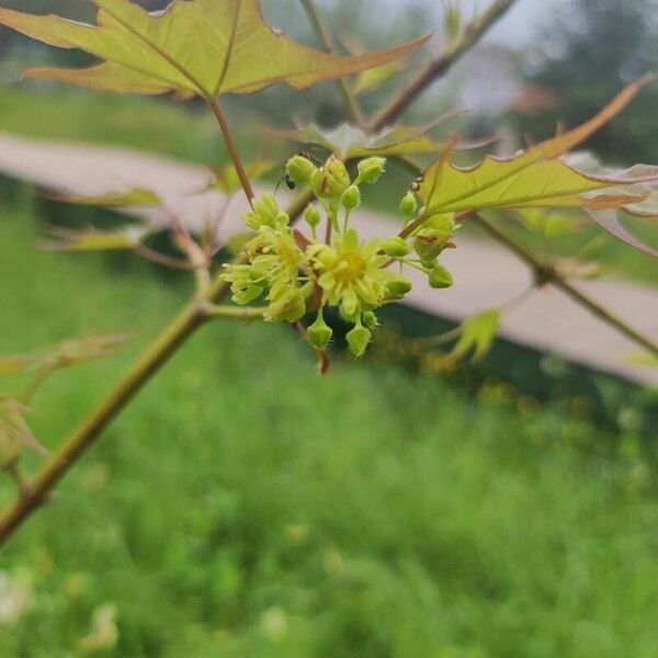 Acer cappadocicum Blüte