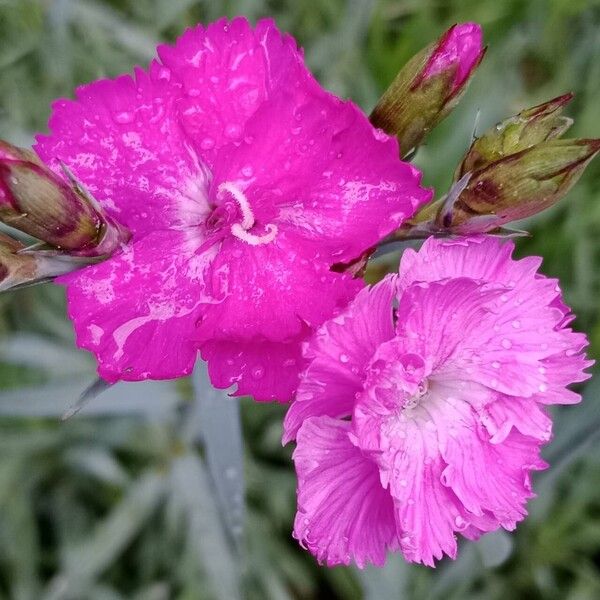 Dianthus caryophyllus Flower