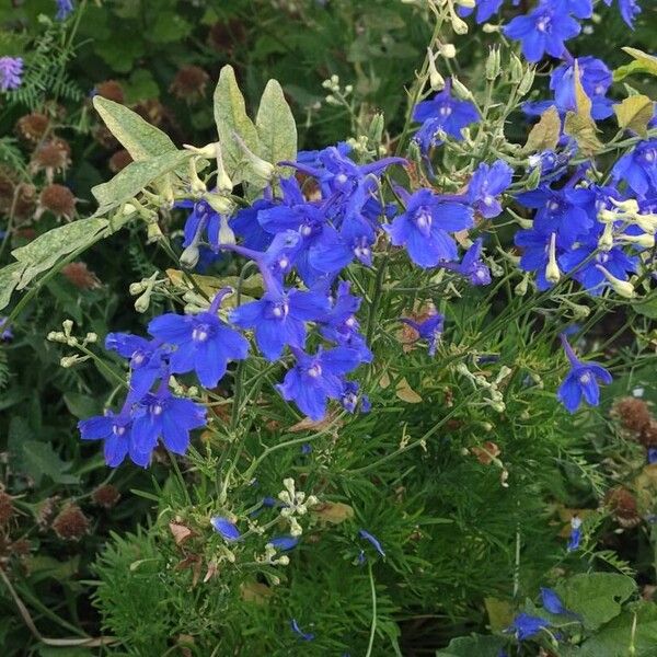 Delphinium grandiflorum Квітка