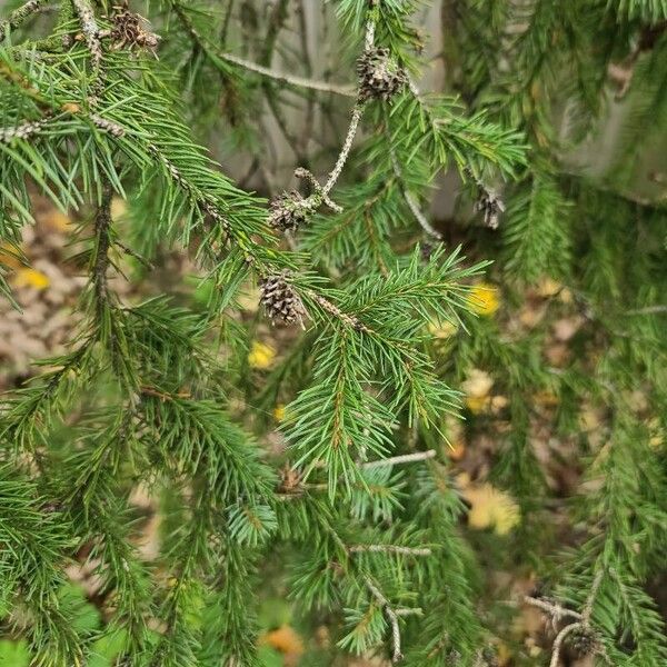 Picea rubens Blad