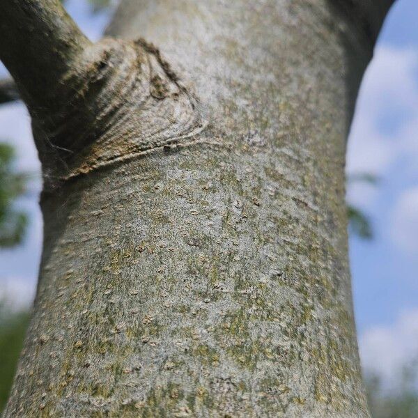 Fraxinus excelsior Кора