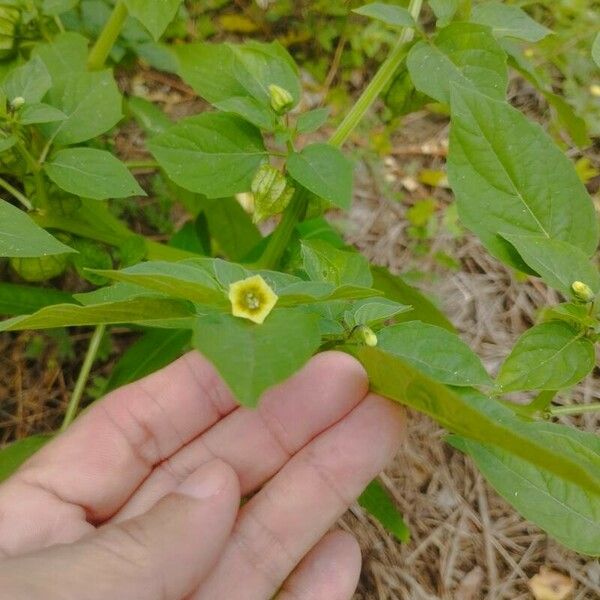 Physalis angulata Цвят