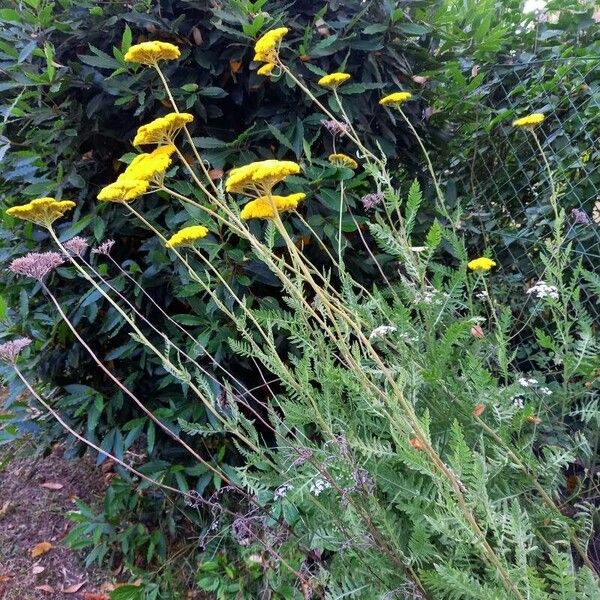 Achillea filipendulina आदत