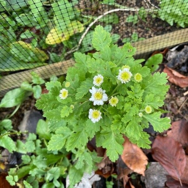 Tanacetum parthenium Habitat