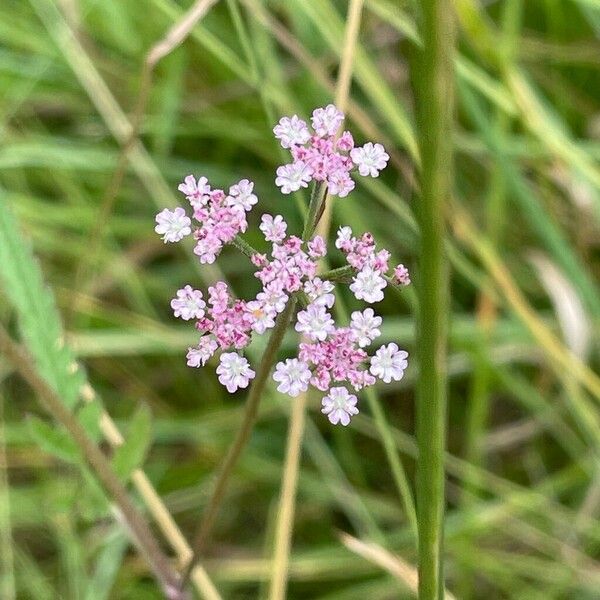 Torilis japonica Kvet