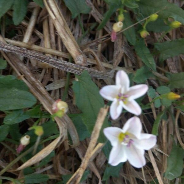 Convolvulus arvensis Fiore