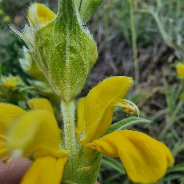 Phlomis lychnitis Květ