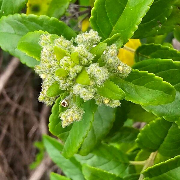 Bystropogon canariensis 花