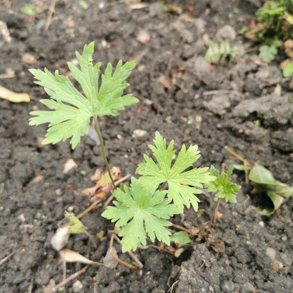 Geranium lanuginosum Folha