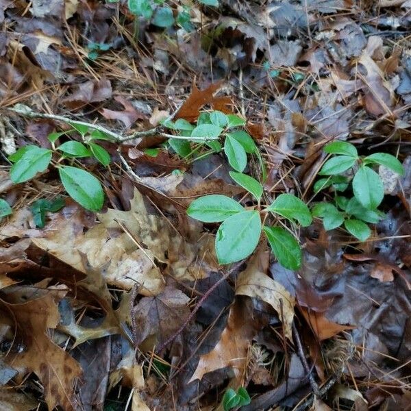 Gaultheria procumbens Облик