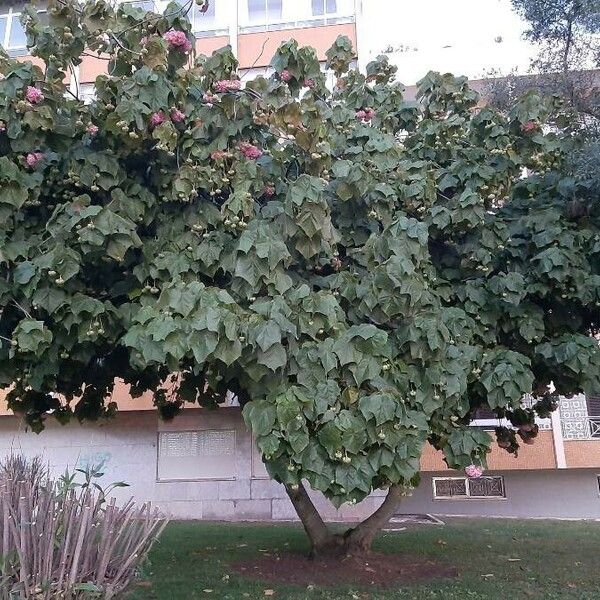 Dombeya wallichii Natur