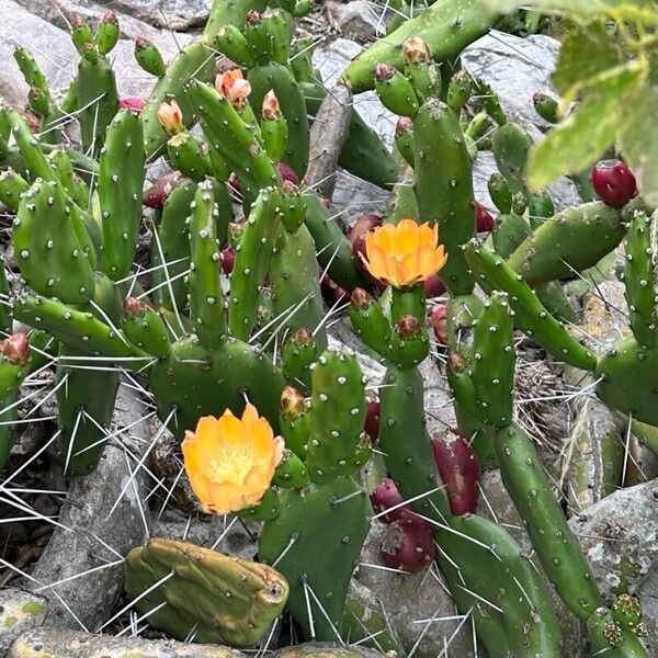 Opuntia tomentosa Blomst