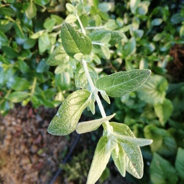 Teucrium fruticans Лист