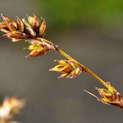 Carex brunnescens ശീലം