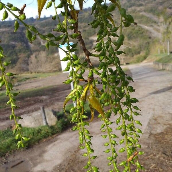 Populus nigra Frukto